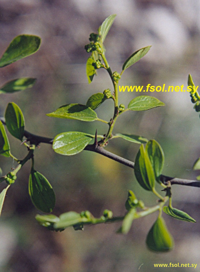 Ziziphus spina-christi (L.) Willd.